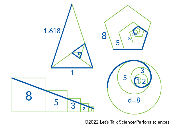 La séquence mathématique des nombres de Fibonacci : de la flore aux protéines virales, une présence surprenante